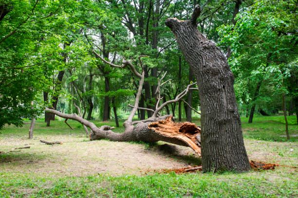 Trusted Hanscom Af, MA Tree Care Experts